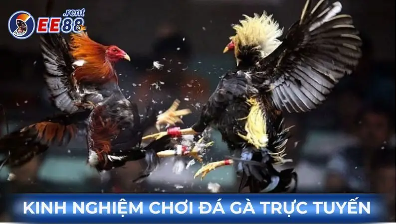 Kinh nghiệm đá gà online EE88 giúp bạn thắng lớn 1 Kinh-nghiem-da-ga-online